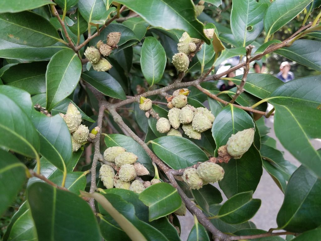 Lithocarpus pseudosundaicus